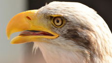 Weißkopf-Seeadler (16).jpg